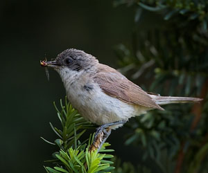 Зэржигэнэ (Тарчигнаа зэржигэнэ)
